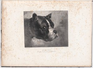 Bull-Dog af Charles Aubry