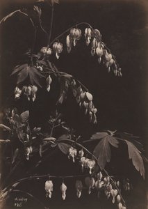 Blomsterstilleben (blødende hjerter)
