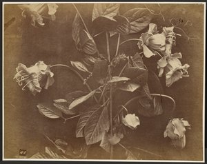 [Blomstrende vin] af Charles Aubry