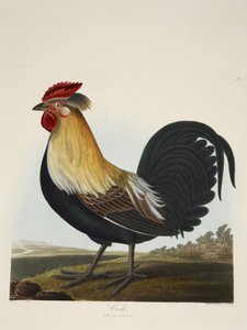 Cock, Phasianus, fra 