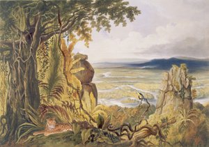 Comuti eller Taquiare-klippen ved floden Essequibo fra 