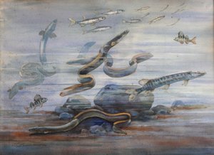 Havfisk, ca. 1907 (akvarel)
