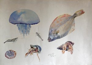 Akvarel med vandmænd, ca. 1901 (akvarel)