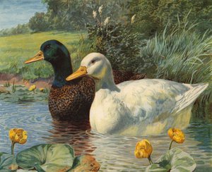 Ænder (chromolitho)