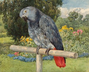 Grå papegøje (chromolitho) af Charles Collins