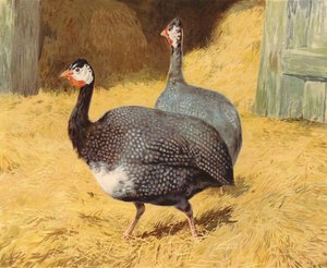 Perlehøns (chromolitho) af Charles Collins