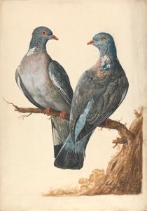 To Skovduer af Charles Collins