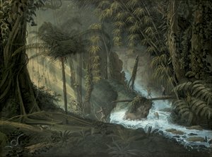 brasiliansk skov af Charles Comte de Clarac