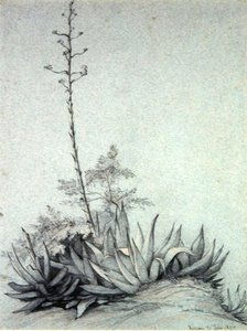 Blomstrende Yucca af Charles Damour