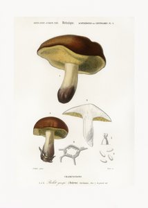 Svamp (Boletus circinans) af Charles Dessalines D