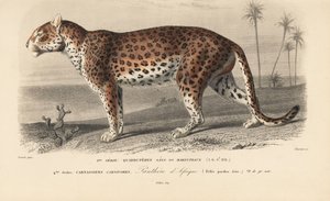 Leopard, fra 