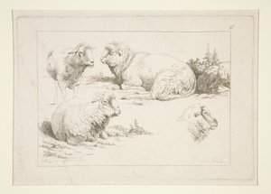 Studie af får af Charles Echard