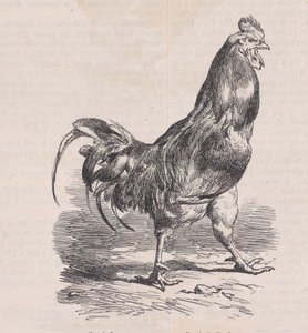 Gårdhane, almindelig race., fra Magasin Pittoresque, ca. 1852. af Charles Emile Jacque