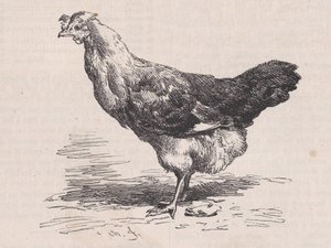 Almindelig fransk høne, fattigt lag., fra Magasin Pittoresque, ca. 1852. af Charles Emile Jacque