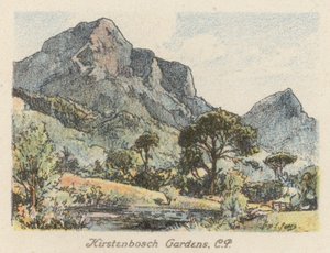 Sydafrika: Kirstenbosch Gardens, CP (farvelitografi) af Charles Ernest Peers