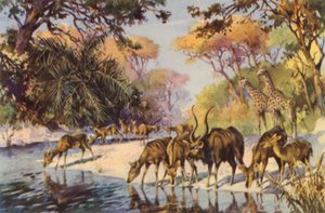 Sydafrika: Kruger National Park, Transvaal (farvelitografi)