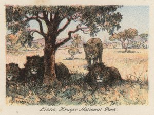 Sydafrika: Løver, Kruger National Park (farvelitografi)