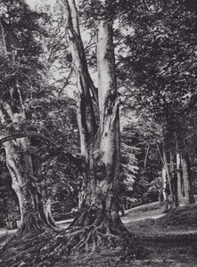 En lysning i Knole Park (s/h-foto) af Charles Essenhigh Corke