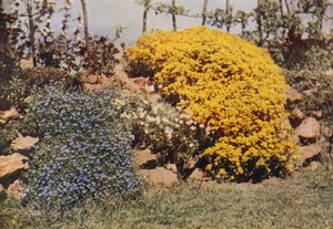 A Rockery Wall, Aubrietia, Sun Rose, Yellow Alyssum (farvefoto)