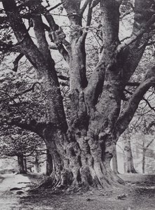 King Beech, Knole Park (s/h-billede) af Charles Essenhigh Corke