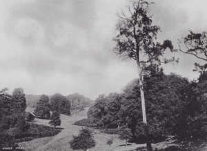 Knole Park (s/h-foto) af Charles Essenhigh Corke