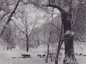 Knole Park (s/h-billede) af Charles Essenhigh Corke