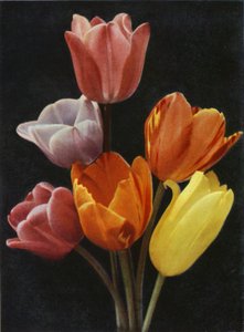 maj Blomstrende tulipaner (farvefoto) af Charles Essenhigh Corke