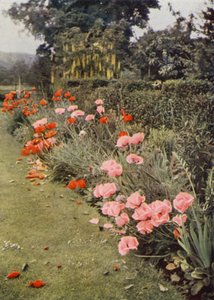 Orientalske valmuer (farvefoto) af Charles Essenhigh Corke