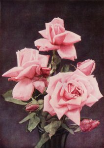 Rose Lady Ashtown (farvefoto) af Charles Essenhigh Corke