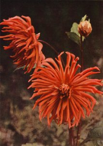 Cactus Dahlia "Brisbane" (farvefoto) af Charles Essenhigh Corke