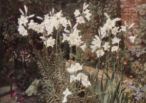 Madonna Lily (farvefoto)