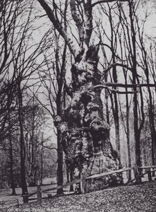 The Old Oak, Knole Park (s/h-billede) af Charles Essenhigh Corke