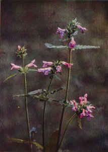 Vilde blomster: Betony (farvefoto) af Charles Essenhigh Corke