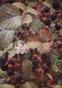 Vilde blomster: Bramble (farvefoto) af Charles Essenhigh Corke