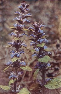 Vilde blomster: Bugle (farvefoto)