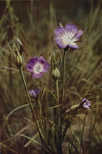 Vilde blomster: Corn-Cockle (farvefoto)