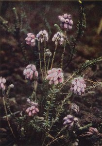 Vilde blomster: Cross-Leaved Heath (farvefoto) af Charles Essenhigh Corke