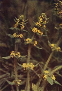 Vilde blomster: Krydsurt (farvefoto) af Charles Essenhigh Corke