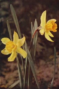 Vilde blomster: Påskelilje (farvefoto)