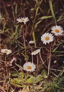 Vilde blomster: Daisy (farvefoto) af Charles Essenhigh Corke