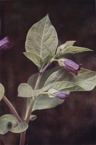 Vilde blomster: Deadly Nightshade (farvefoto)