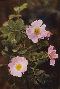 Vilde blomster: Hunderose (farvefoto)