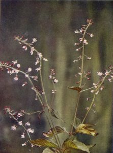 Vilde blomster: Enchanter