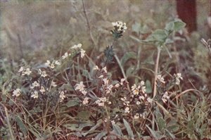 Vilde blomster: Øjentrøst (farvefoto) af Charles Essenhigh Corke