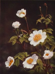 Vilde blomster: Field Rose (farvefoto)