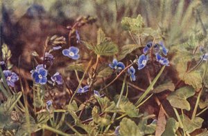 Vilde blomster: Germander Speedwell (farvefoto)