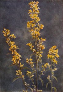 Vilde blomster: Golden Rod (farvefoto)