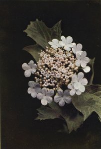 Vilde blomster: Gyldenrose (farvefoto) af Charles Essenhigh Corke