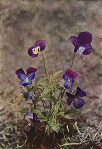 Vilde blomster: Heartsease (farvefoto) af Charles Essenhigh Corke