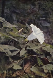 Vilde blomster: Hedge Convolvulus (farvefoto) af Charles Essenhigh Corke